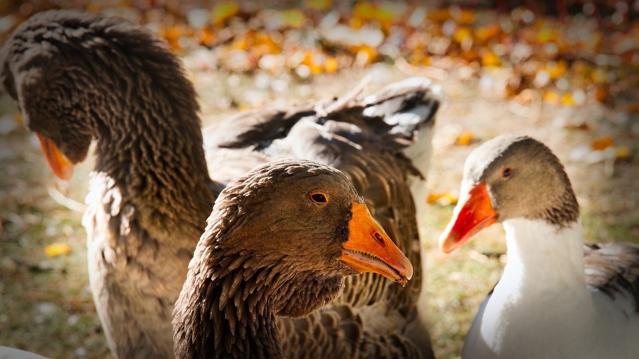 How to Reduce Your Food Miles for a Healthier Planet?